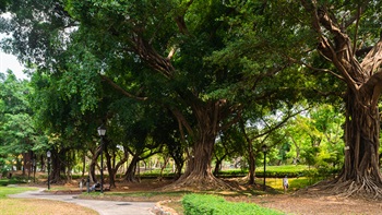 North District Park boasts eight OVTs (Old and Valuable Trees registered with the Government). The spreading canopies of the huge Chinese Banyan Trees (<i>Ficus macrocarpa</i>) offer ample shade where people can stroll or exercise.
